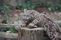 多摩動物公園　仔ユキヒョウ