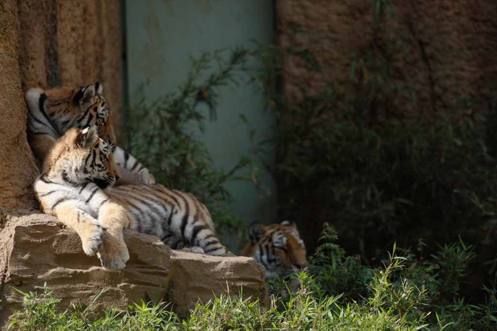 多摩動物公園　トラ