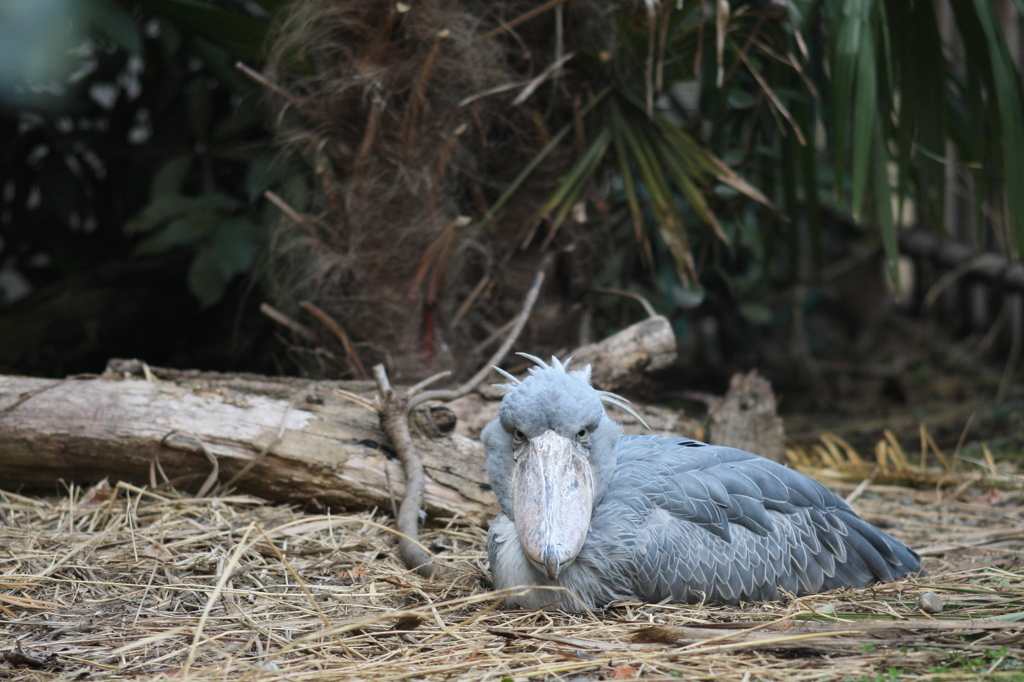 上野動物園　ハシビロコウ