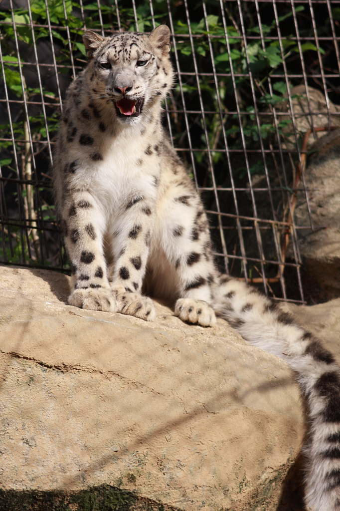 多摩動物公園　ユキヒョウ
