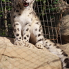 ヒョウ