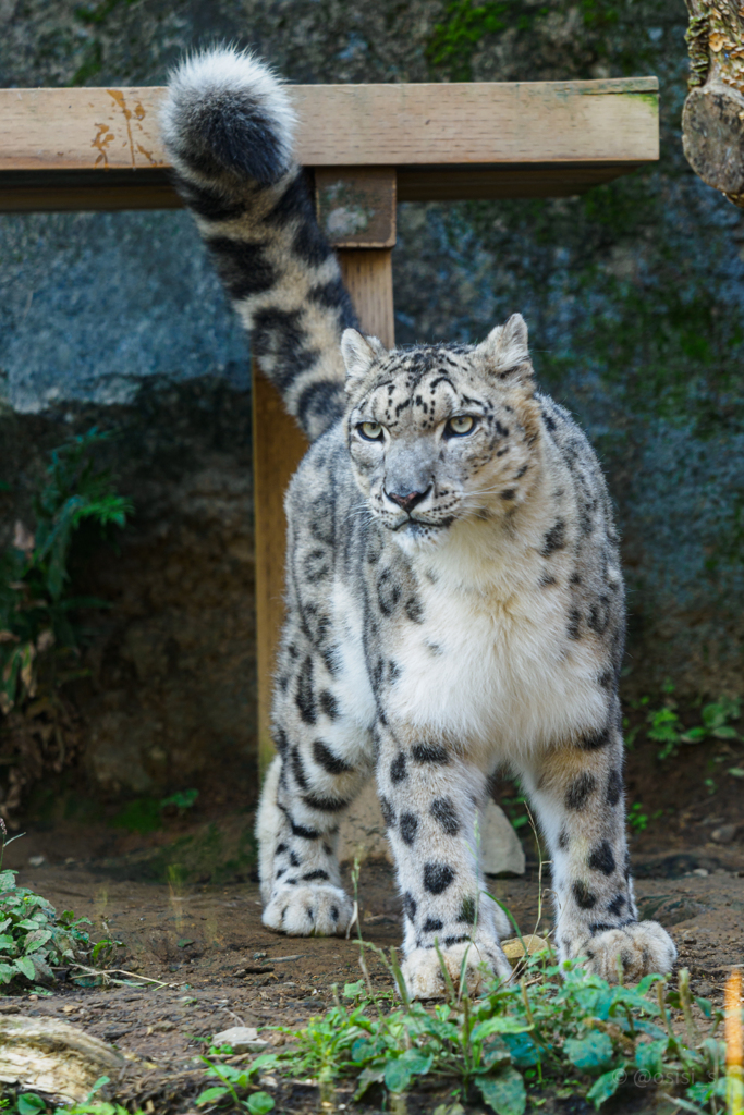 本日のねっこ