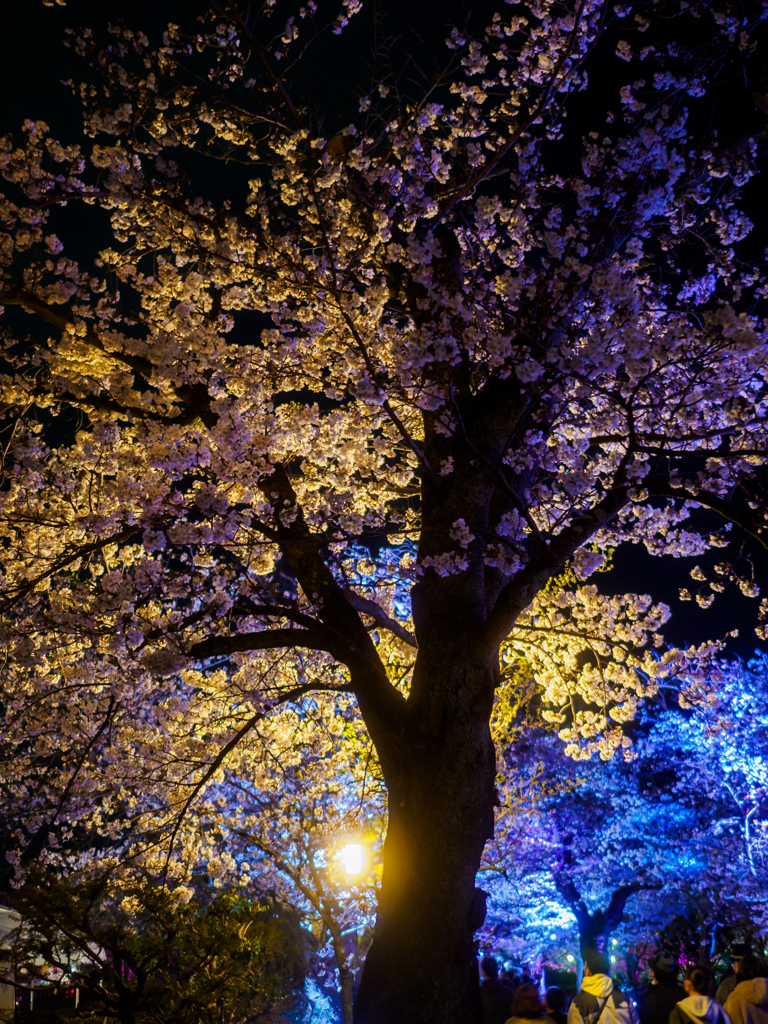 夜桜
