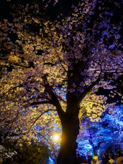 夜桜