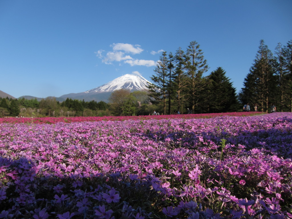 芝桜と富士