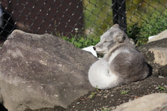 旭山　ホッキョクギツネ