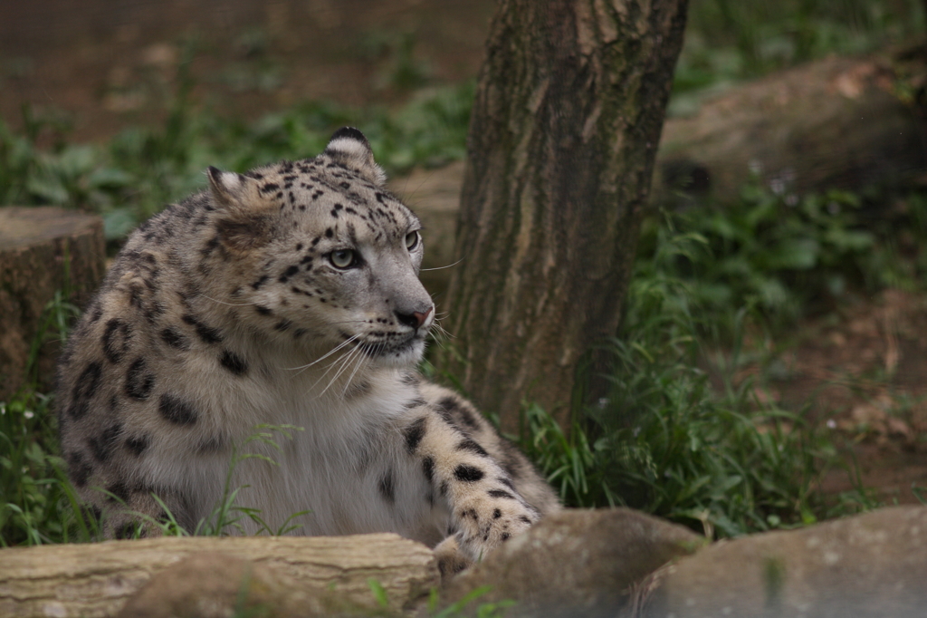 多摩動物公園　ユキヒョウ