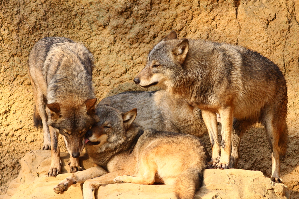 多摩動物公園　ｵｵｶﾐ