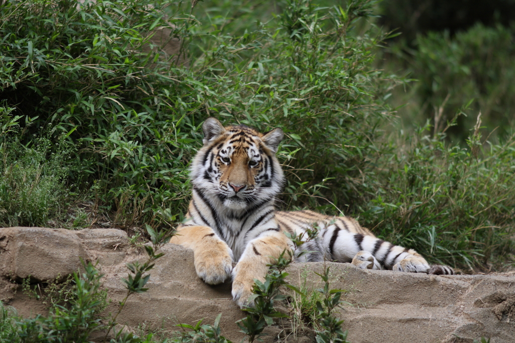 多摩動物公園　トラ