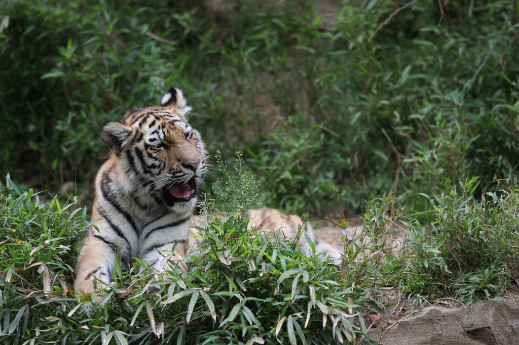 多摩動物公園　トラ