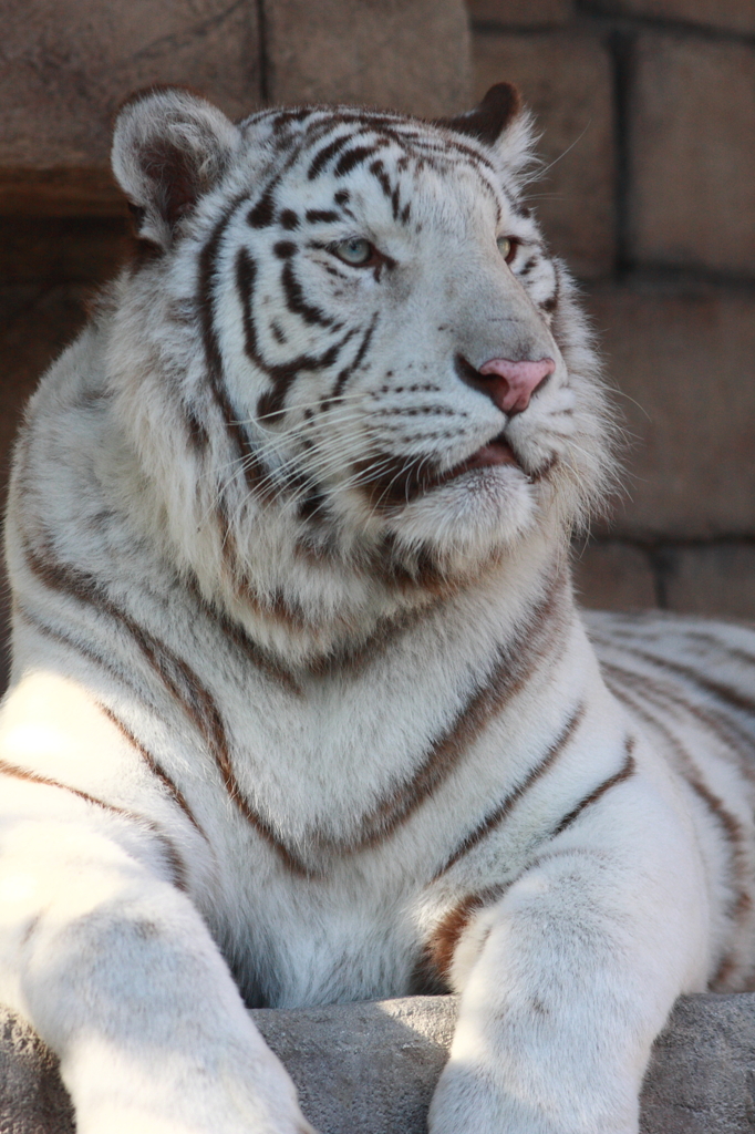 東武動物公園　ホワイトタイガー