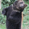 ベアマウンテン２