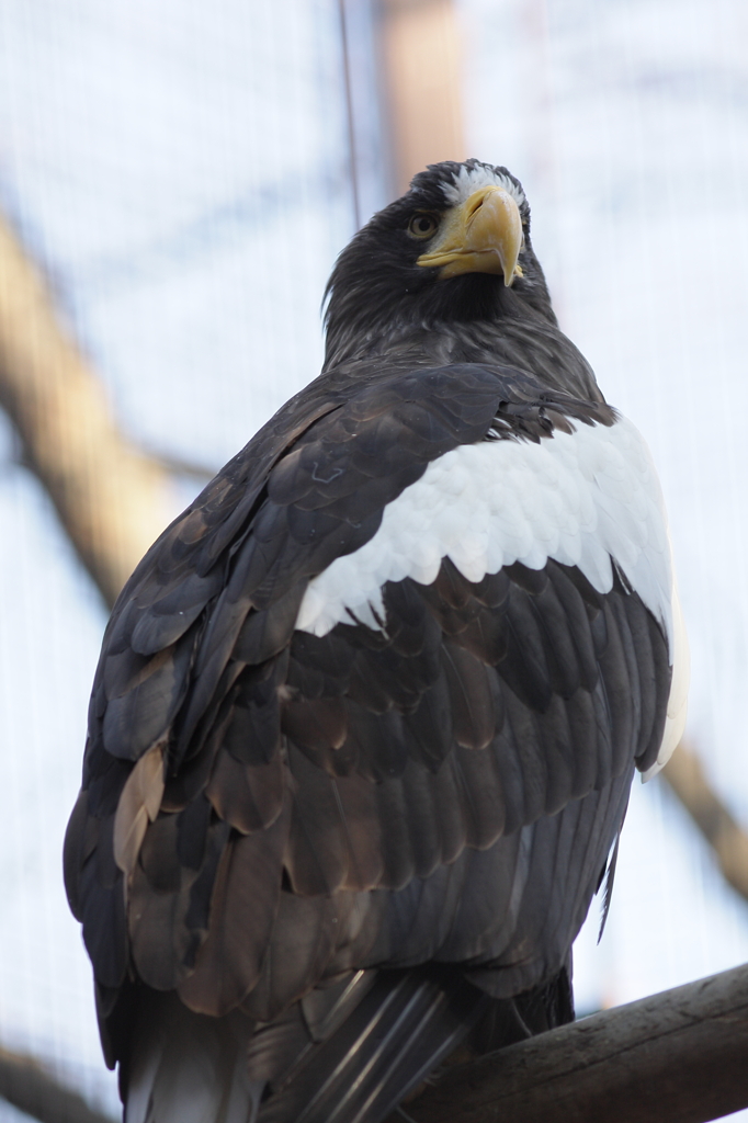 上野動物園　オオワシ