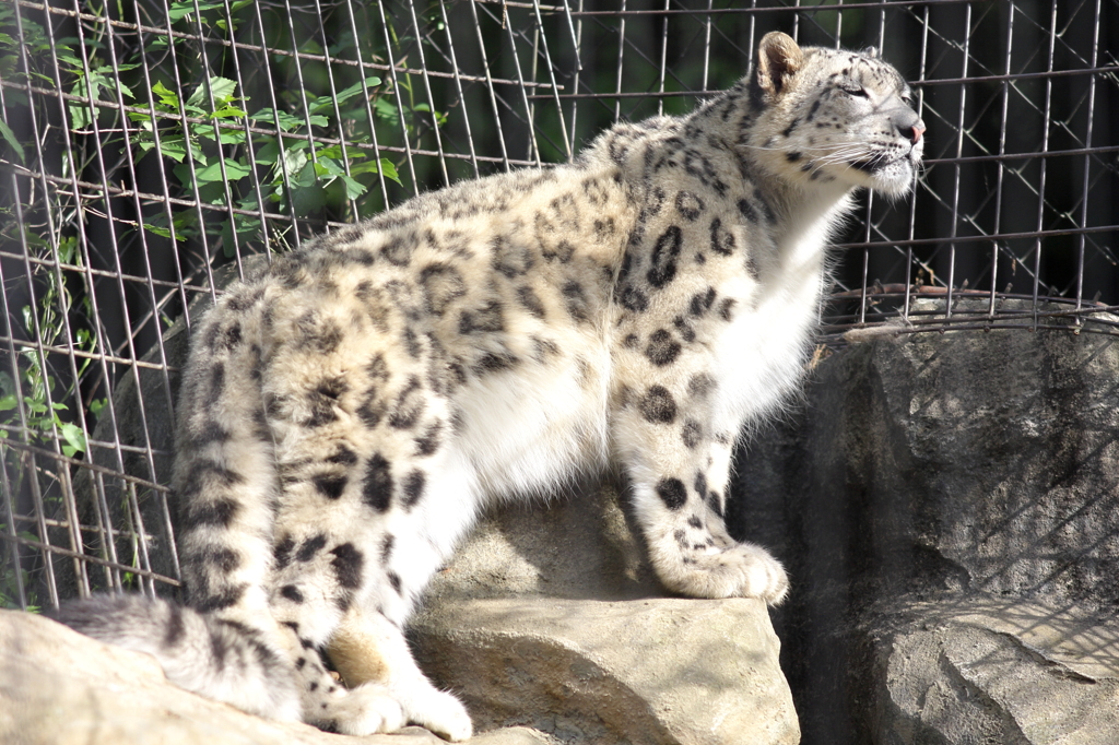 多摩動物公園　ユキヒョウ