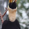 神戸花鳥園　サイチョウ