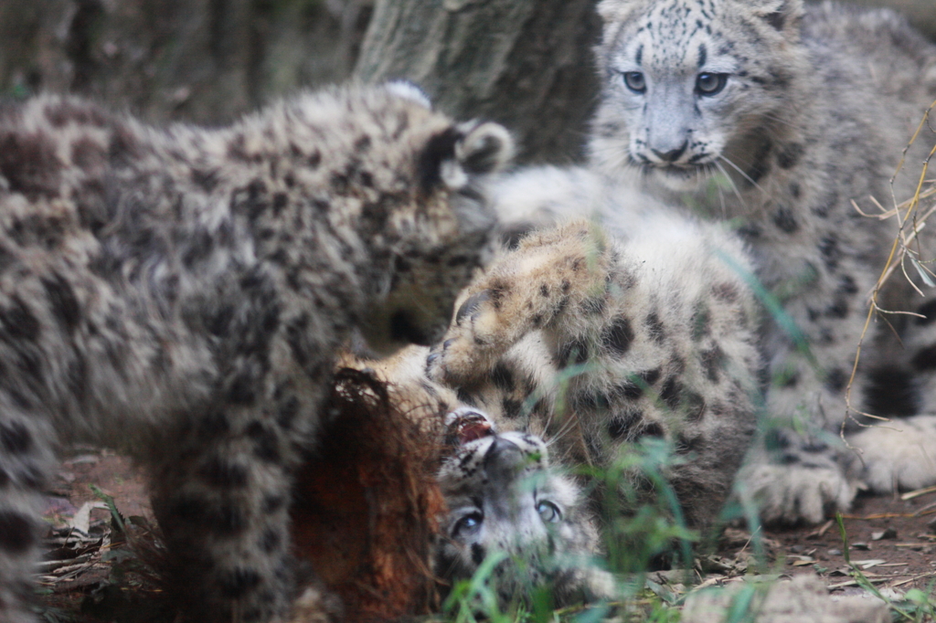 多摩動物公園　仔ユキヒョウ