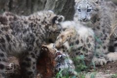 多摩動物公園　仔ユキヒョウ