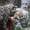 多摩動物公園　仔ユキヒョウ