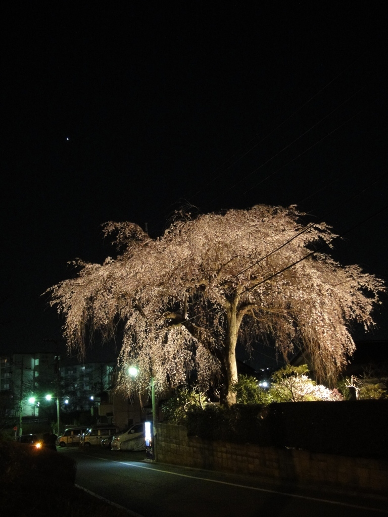 枝垂夜桜