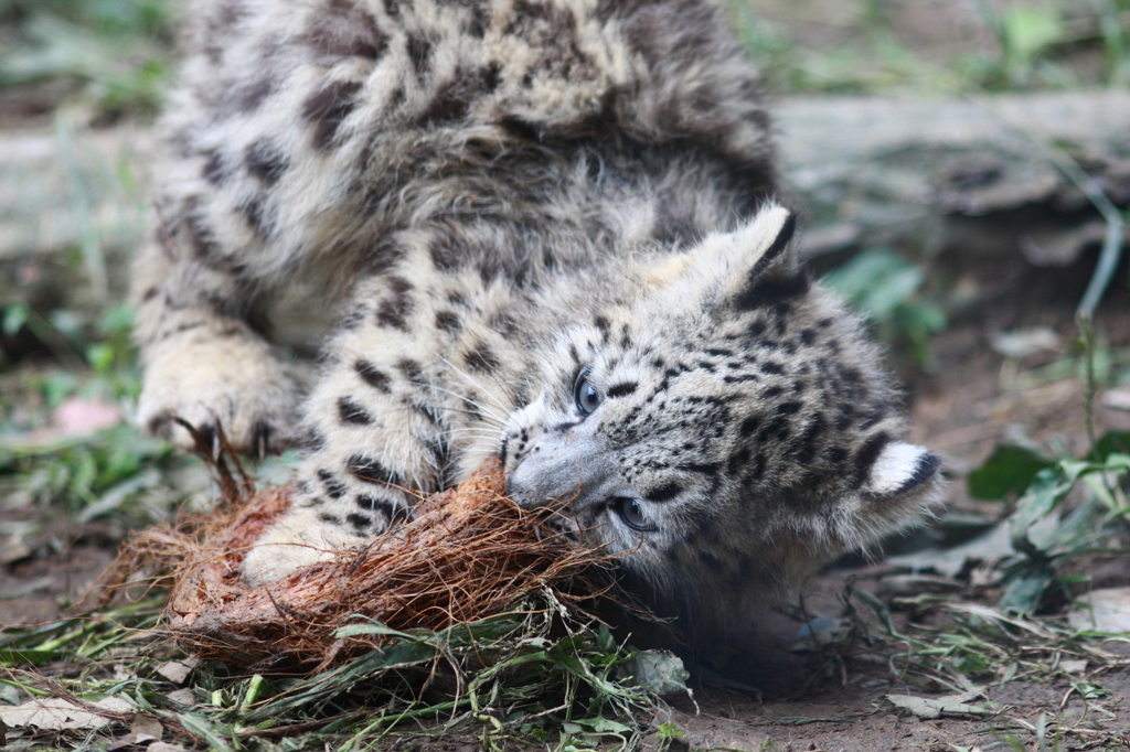 多摩動物公園　仔ユキヒョウ