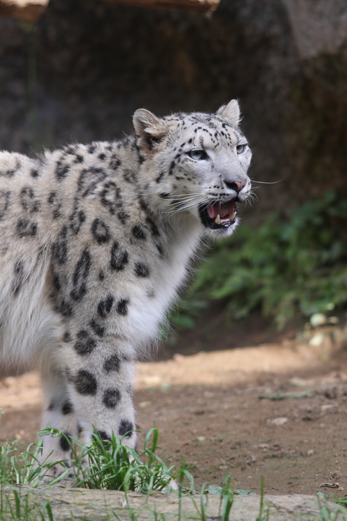 多摩動物公園　ユキヒョウ