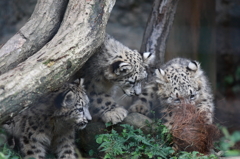 多摩動物公園　仔ユキヒョウ