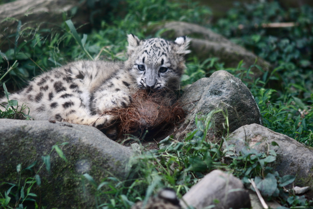 多摩動物公園　仔ユキヒョウ