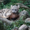 多摩動物公園　仔ユキヒョウ