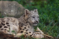 多摩動物公園　仔ユキヒョウ