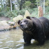 ベアマウンテン１