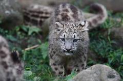 多摩動物公園　仔ユキヒョウ