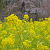 菜の花と桜のつぼみ