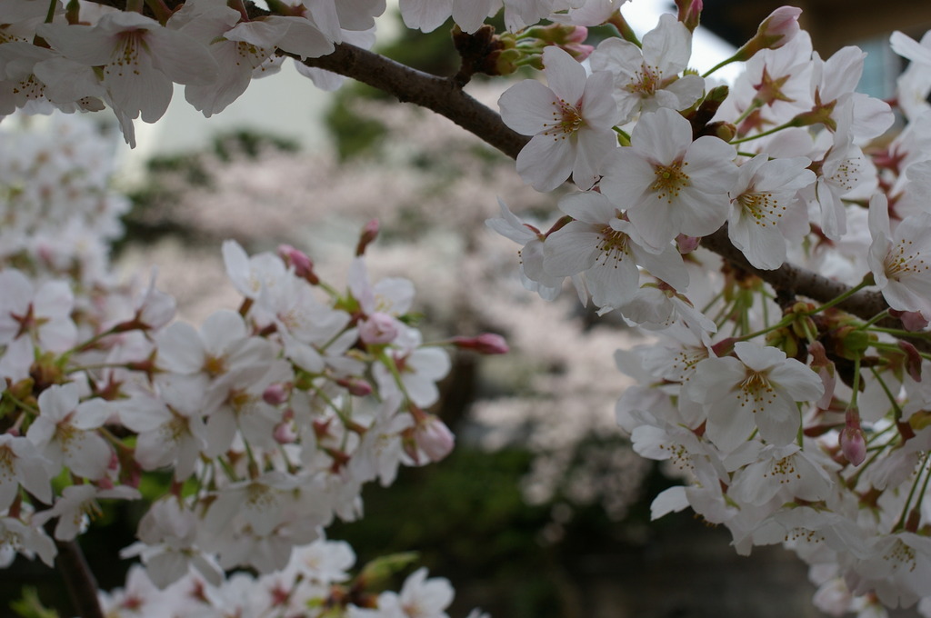 満開の桜