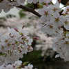 満開の桜