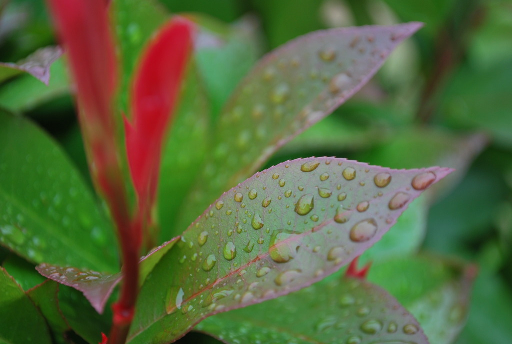 雨上がり