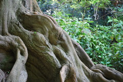 巨木の根