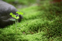 庭の雑草