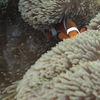 クマノミIN新城島