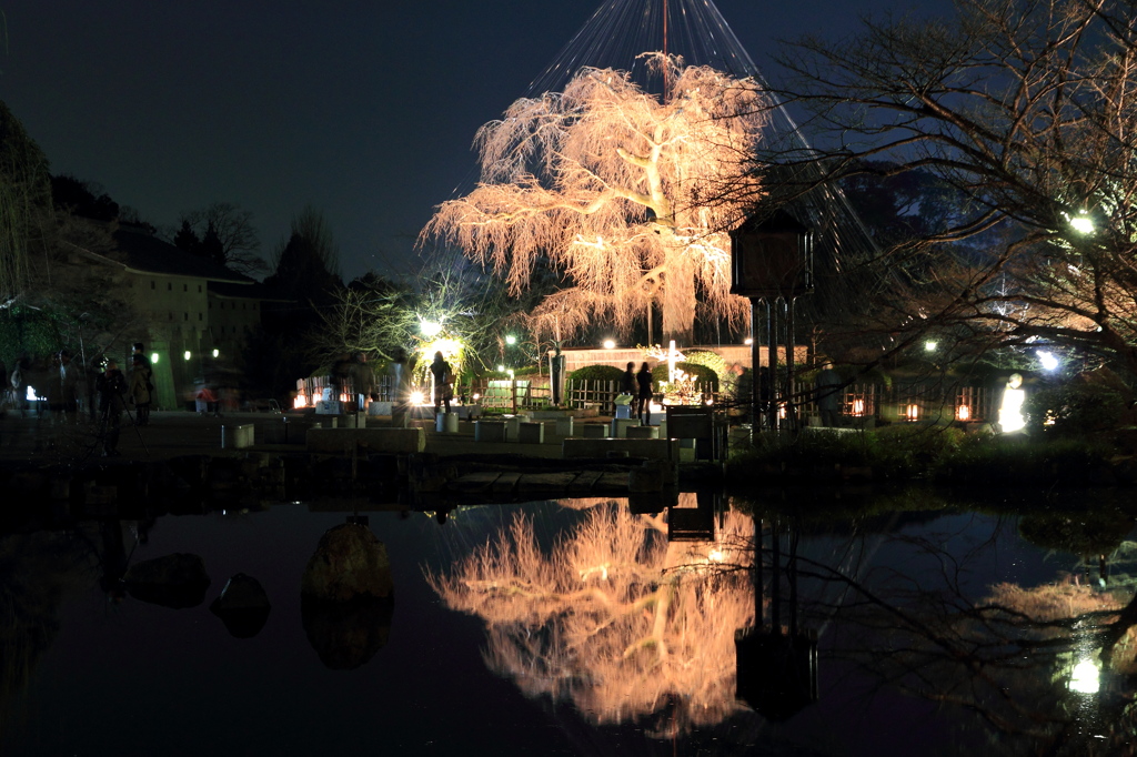 枝垂桜
