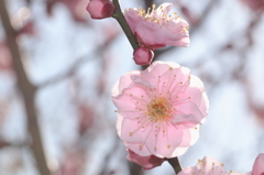 八重