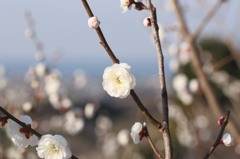 ume