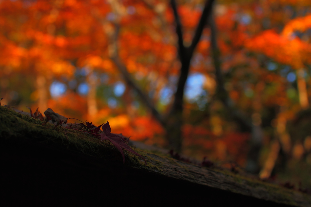 祇王寺の紅葉