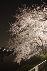 夜桜