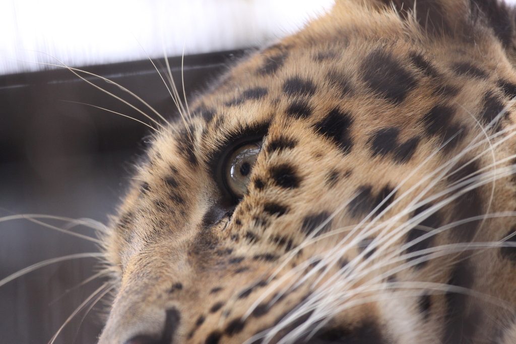 旭山動物園にて_アムールヒョウ