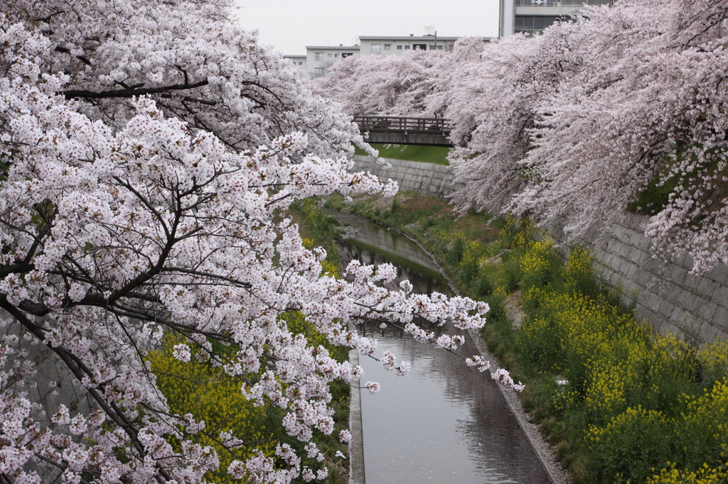 桜と川