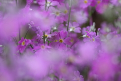 桜草