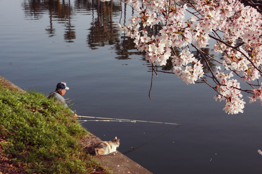 桜と釣人と猫