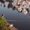 桜と釣人と猫