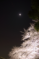 夜桜と月