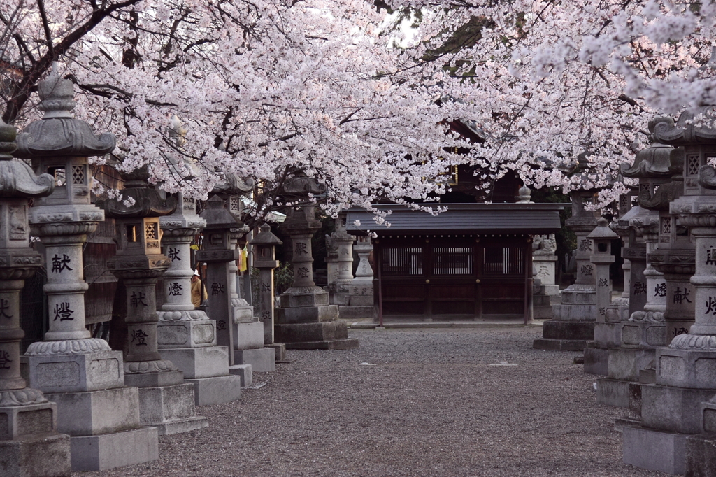 桜参道